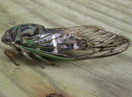 Scissor-grinder Cicada Scissor-grinder Cicada